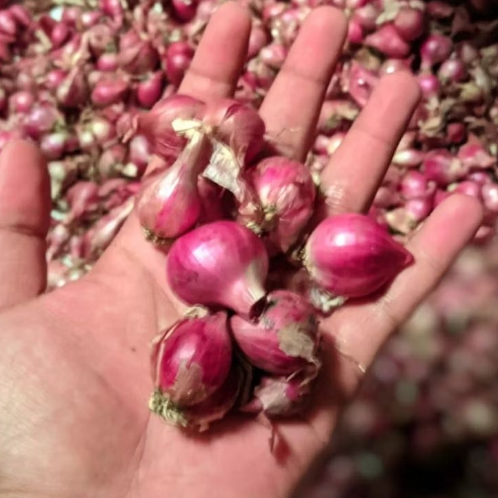 

BAWANG MERAH KERING 1KG