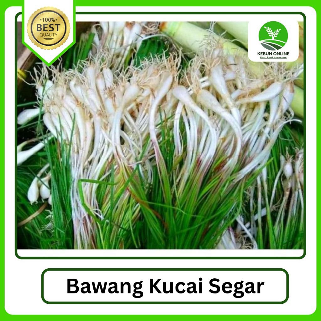 

[250g] Bawang Kucai Fresh bisa COD seluruh Indonesia
