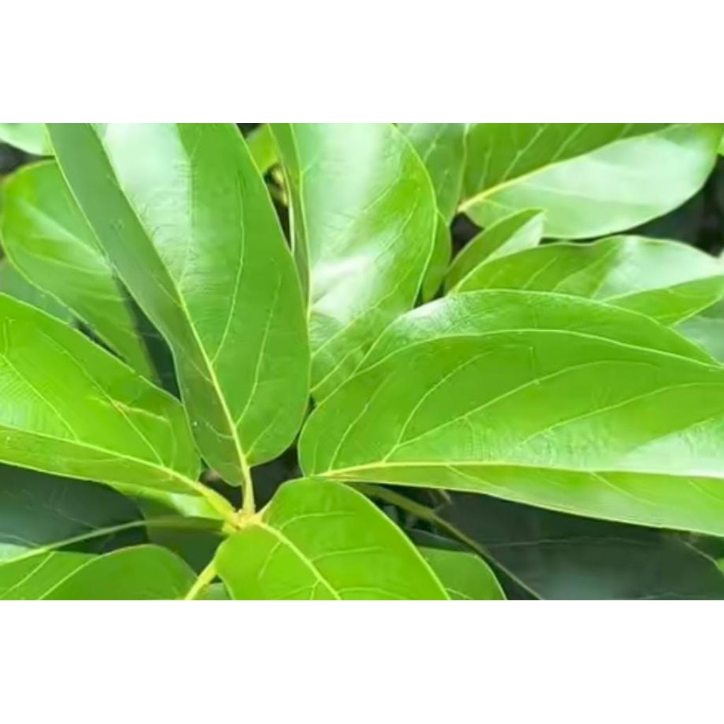 

daun alpukat segar 100lembar obat herbal tradisional obat alamai