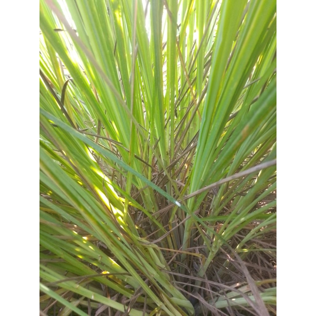 

serehdapur benih serei