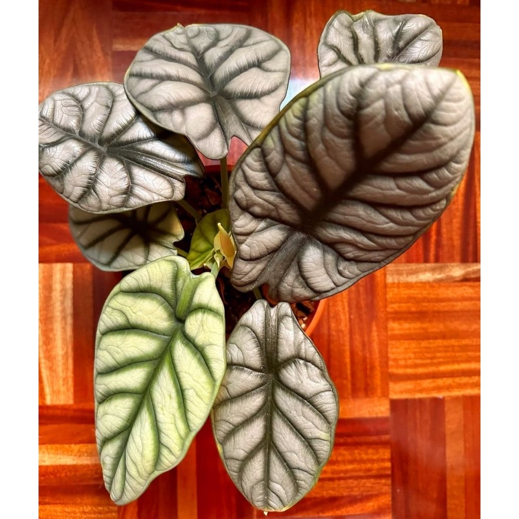 Tanaman Hias Alocasia Dragon Silver Bunga Hias Alocasia Anakan Dragon Silver Anakan Murah BUKAN BONG