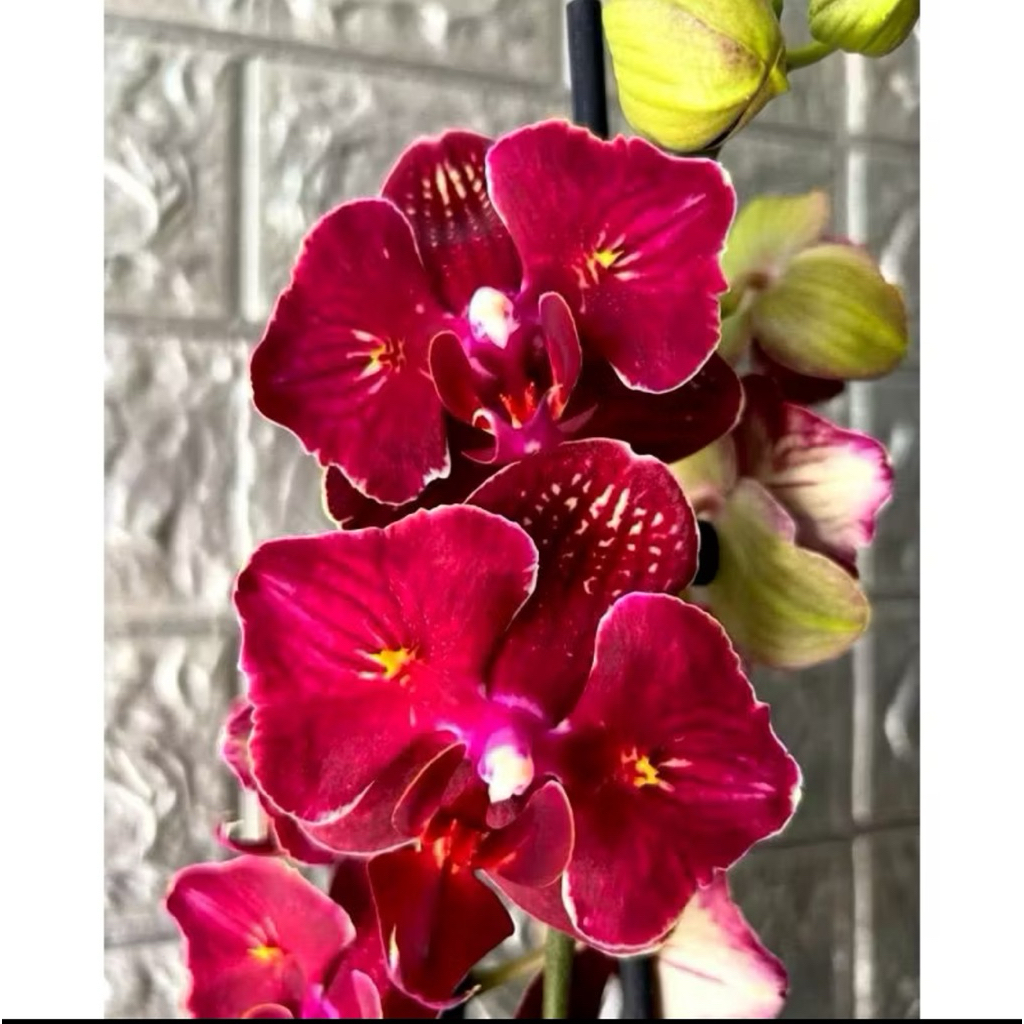 BIBIT TANAMAN HIAS BUNGA ANGGREK BULAN RED MAJESTY / BIBIT ANGGREK BULAN / BUNGA ANGGREK MERAH