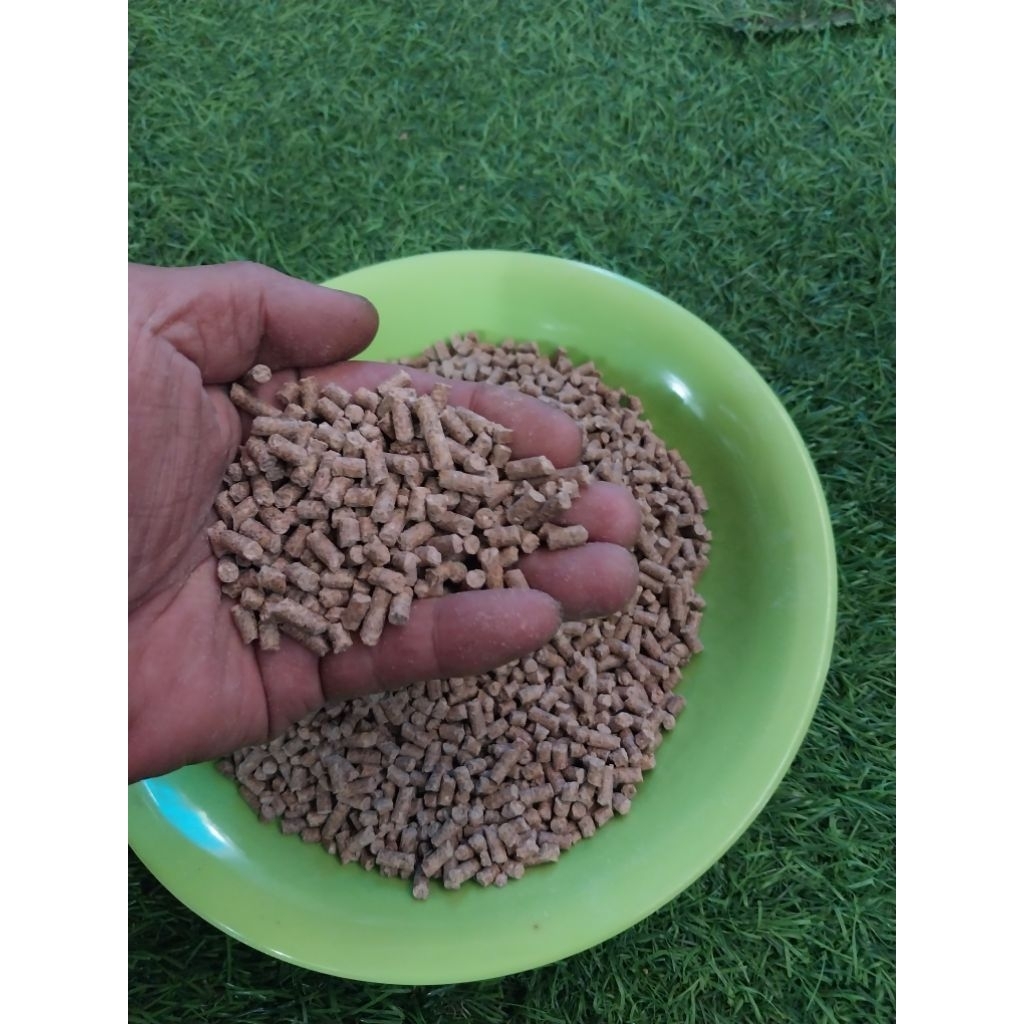 pakan bebek petelur bebek dewasa