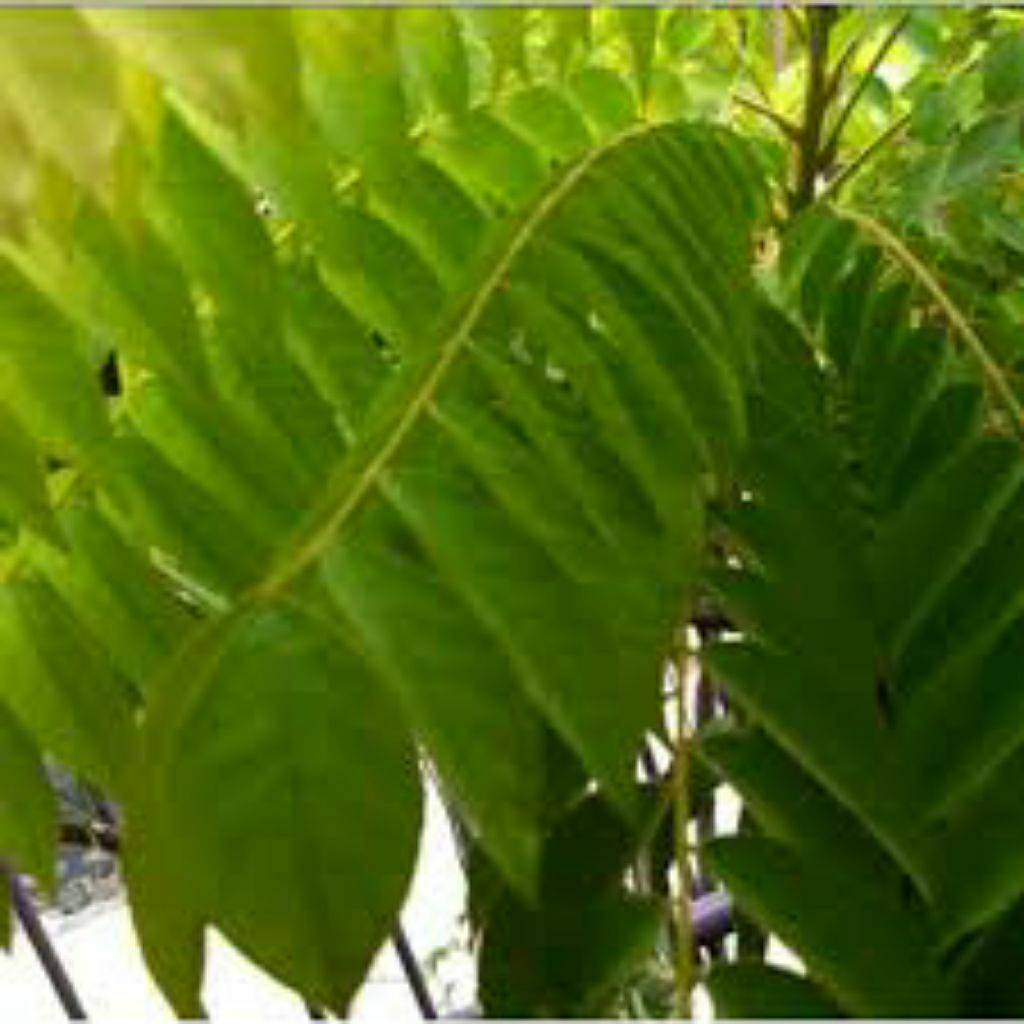 

Daun dan Buah Belimbing Wuluh Belimbing Sayur