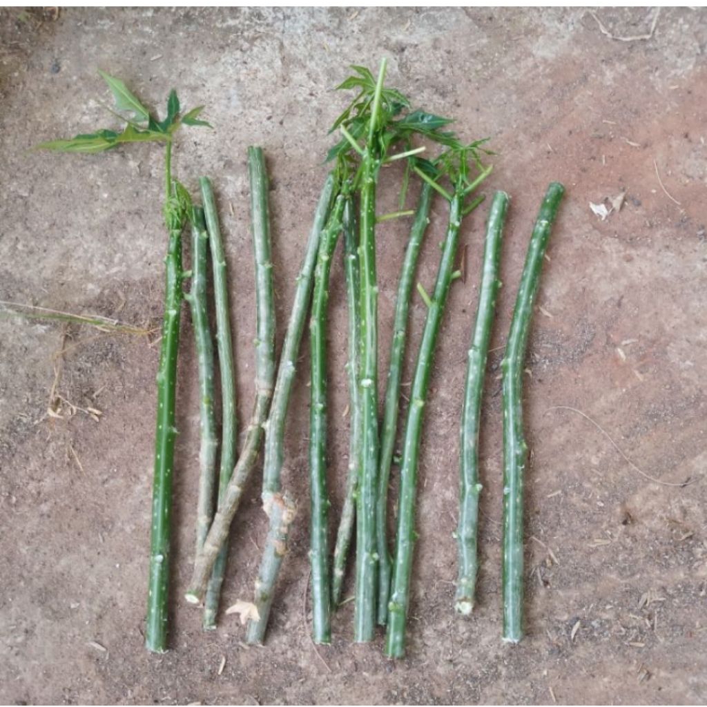 

tangkal pepaya jepang/tangkal gendring 10 tangkal + bonus 2