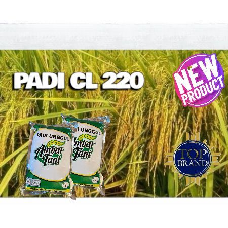 BIBIT BENIH PADI UNGGUL CL 220 KEMASAN 1KG