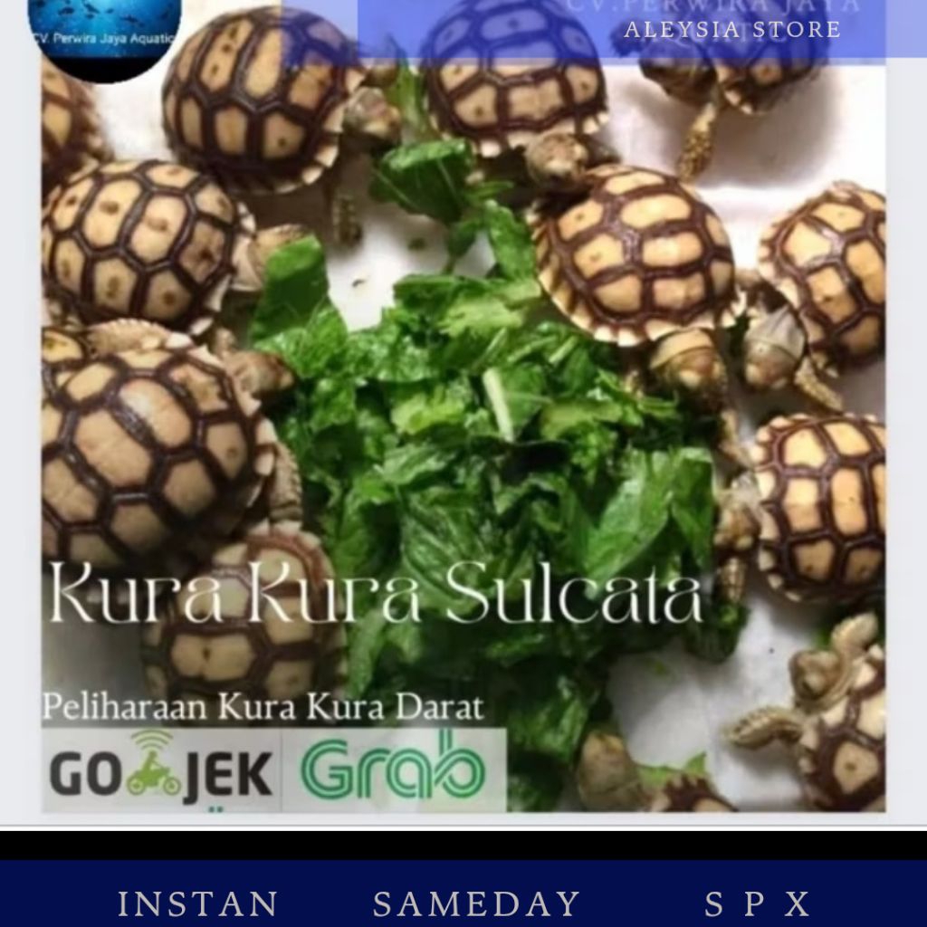 Sulcata Tortoise Size 5-7Cm Good Quality Koleksi Hobies