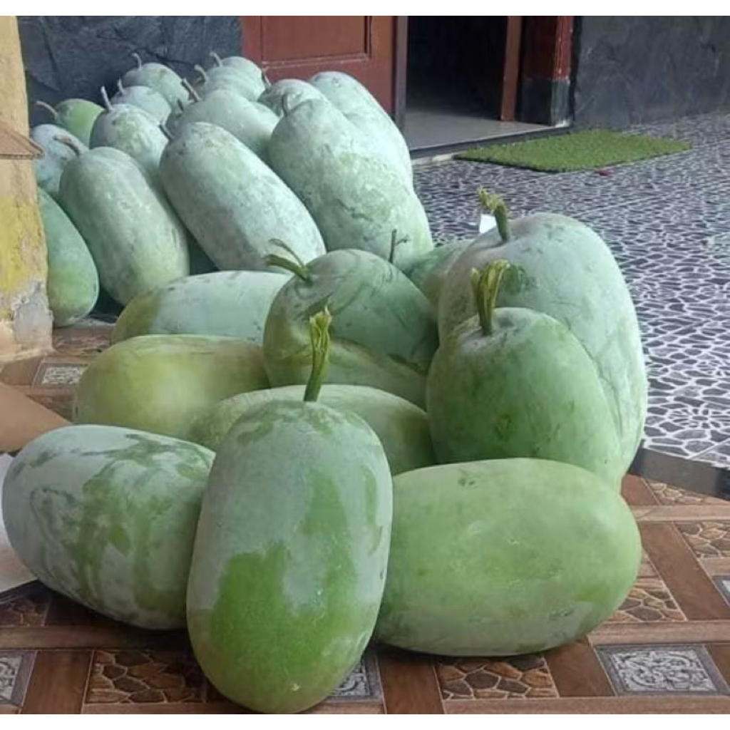 

buah bligo atau buah kundur atau winter melon 2,2 - 2,8 kg (bergaransi)