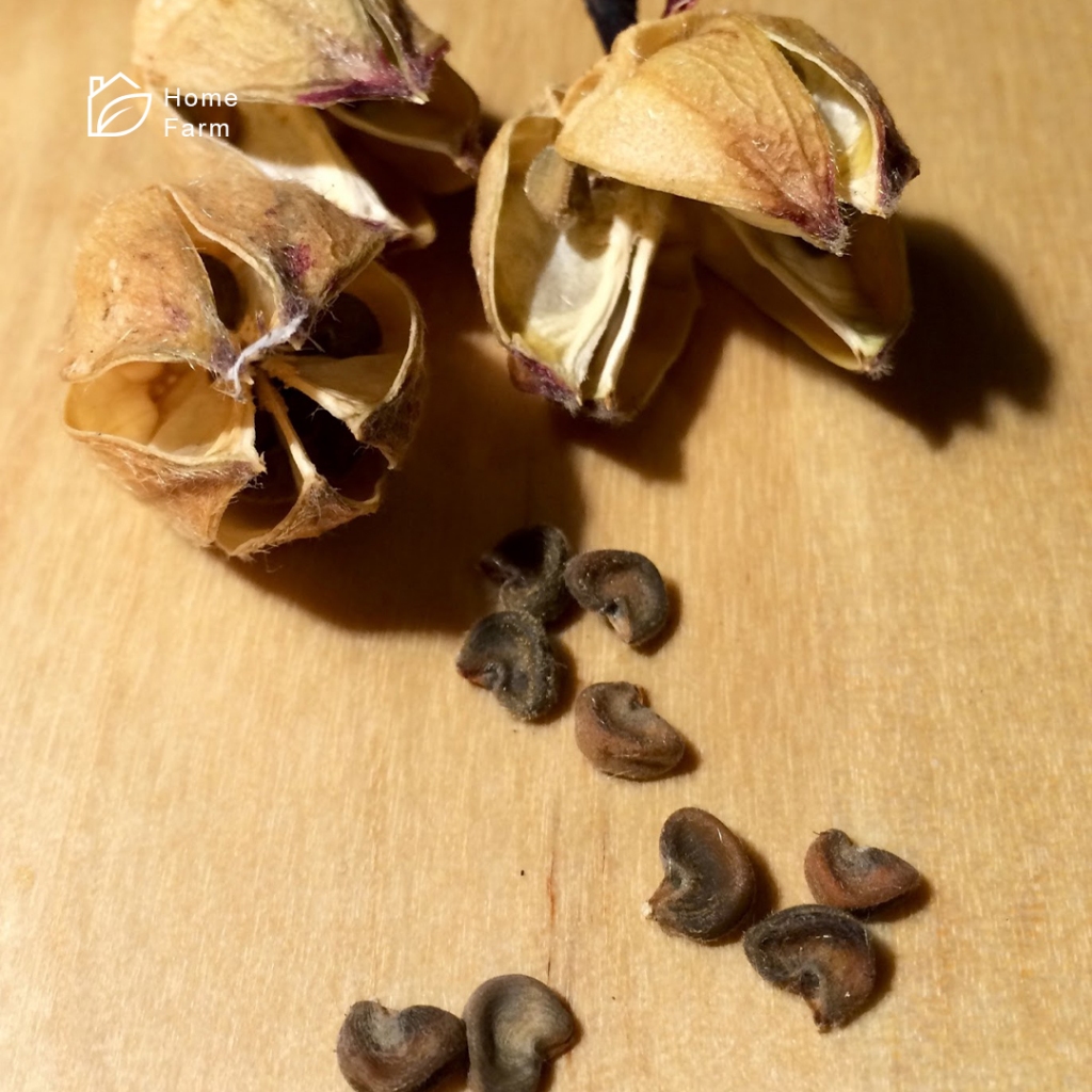 

Biji Bunga Rosella Merah 20 Butir