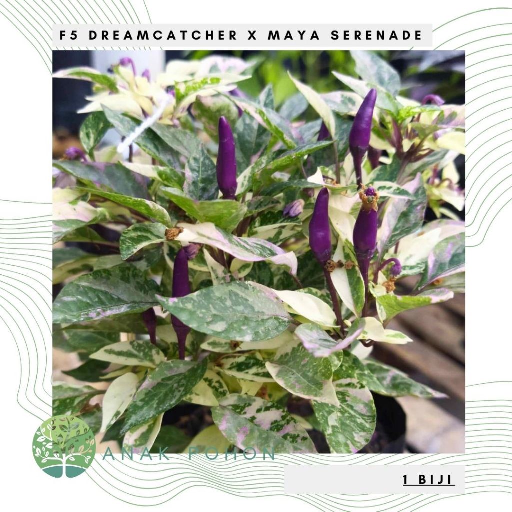 Benih Bibit Biji - Cabai F5 Dreamcatcher x Maya Serenade Cabe Pelangi Rainbow Daun Varigata Pepper S