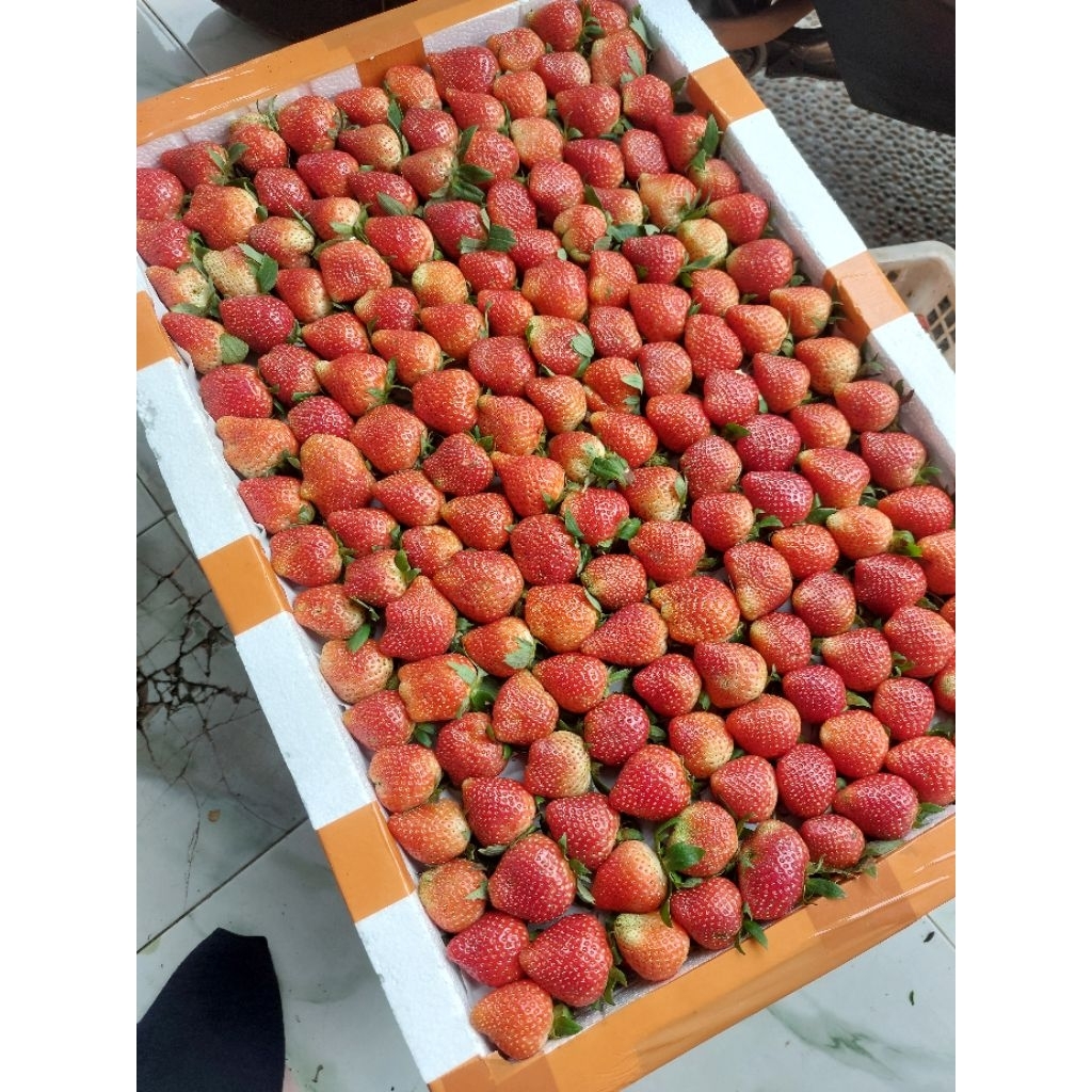 

Strawberry Ciwidey Curah