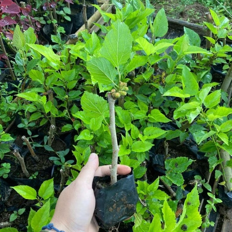 Bibit Pohon Buah Murbei Siap Tanam-Bibit Murbei Sudah Berakar