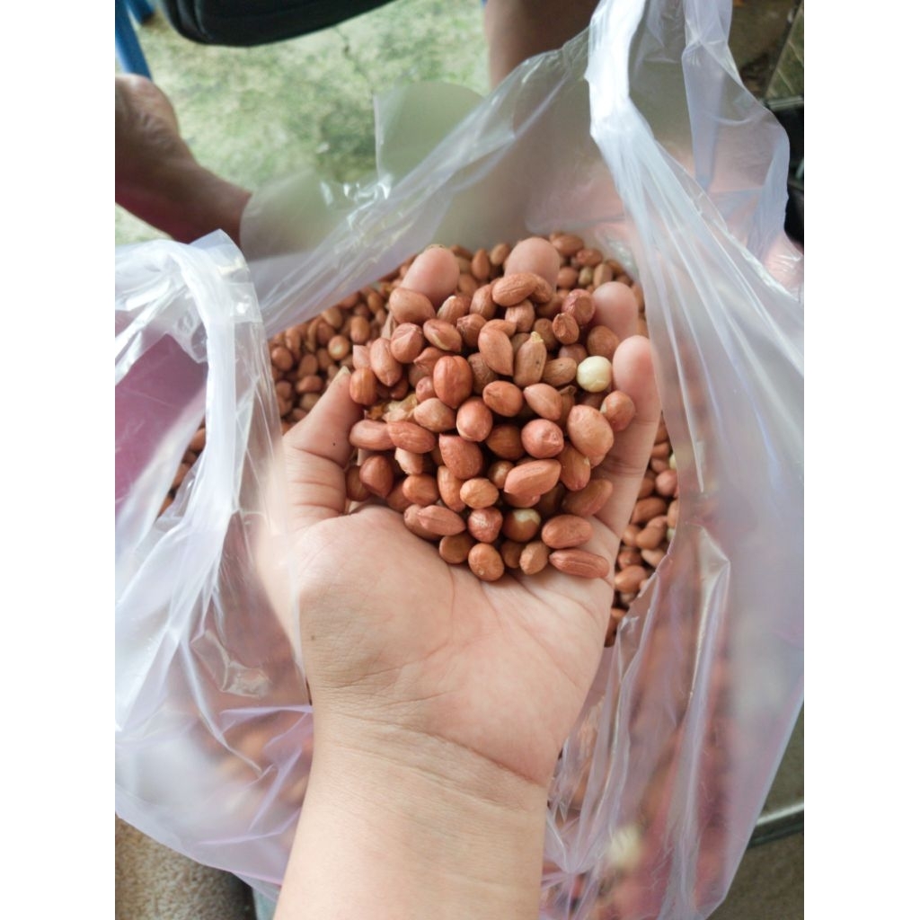 

Kacang // kacang mentah
