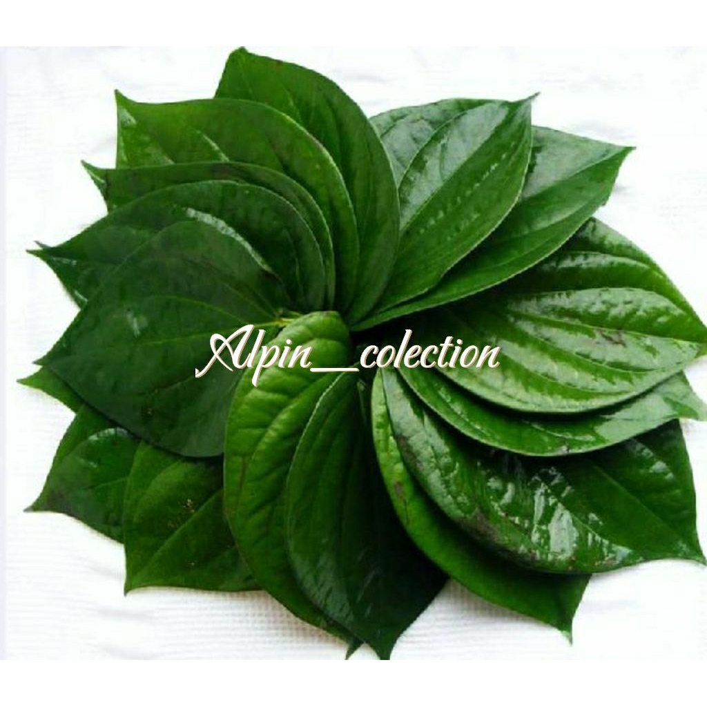 

Daun sirih hijau super per 50 lembar