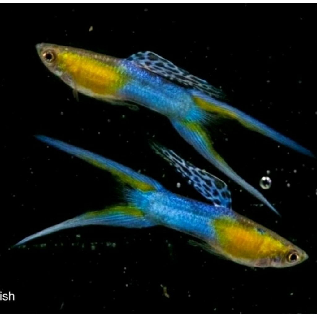 KHUSUS PULAU JAWA obat endler japan blue