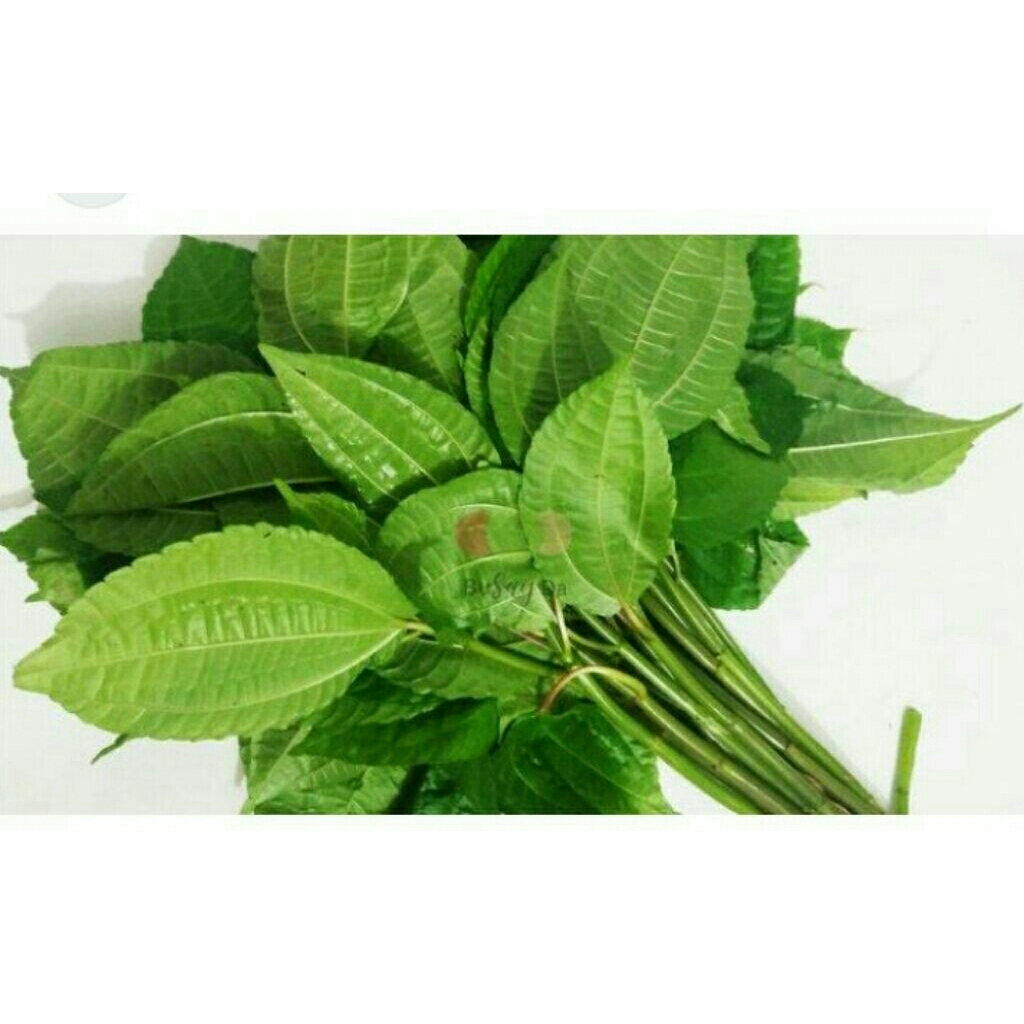 

lalapan, daun, pohpohan,,1iket, 10ribu
