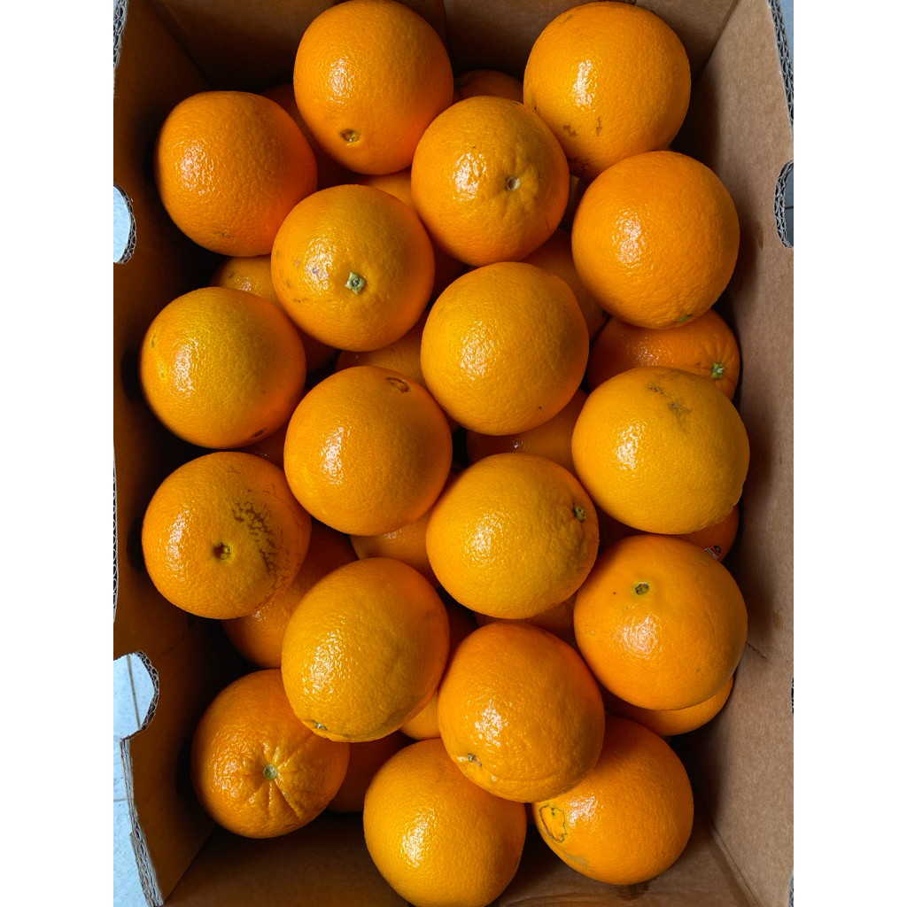 

Jeruk navel sunkist 1 dus / jeruk sunkist australia