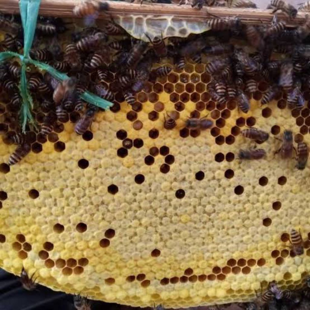 

Telur lebah atau larva pilihan terbaik berat bersih 1kg