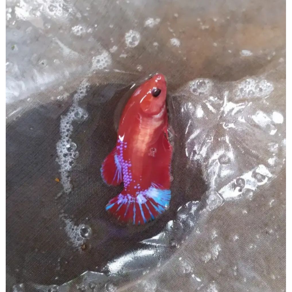 Hellboy betina warna