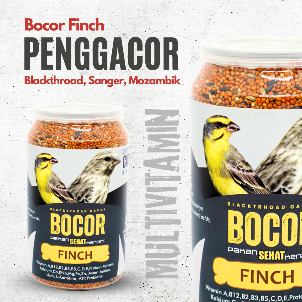 BOCOR Caroll Blacktrhoat Sanger macet langsung Gacor