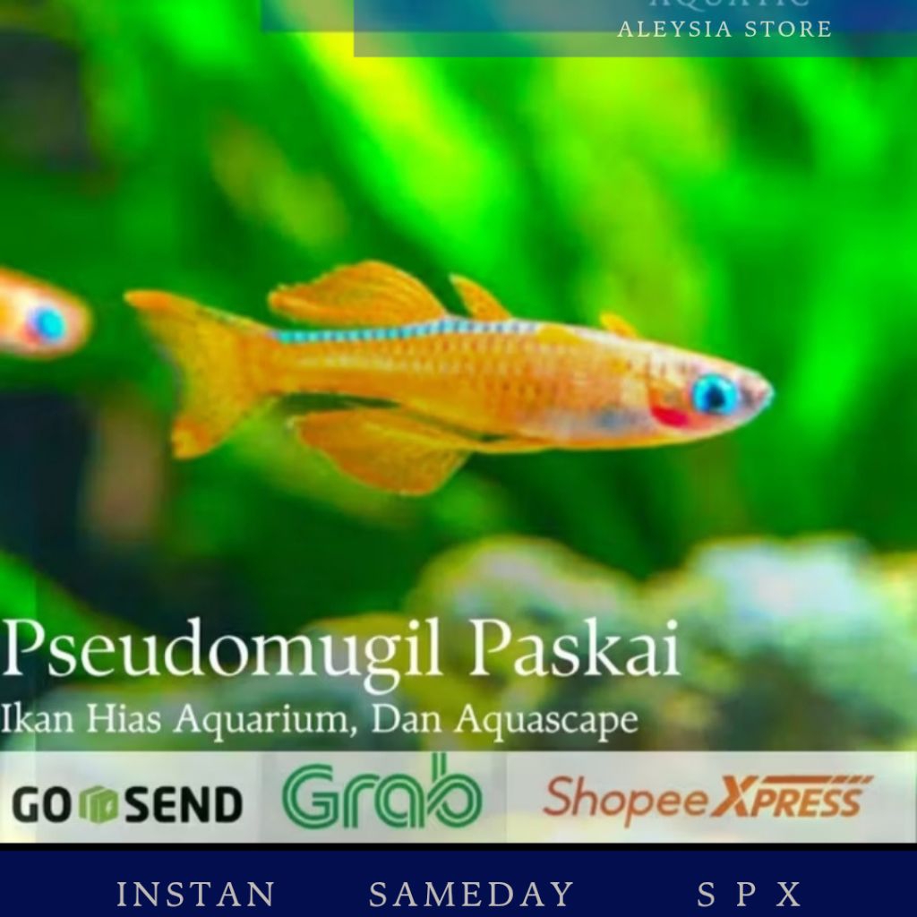 Pseudomugil Paskai Hiasan Aquarium Dan Aquascape