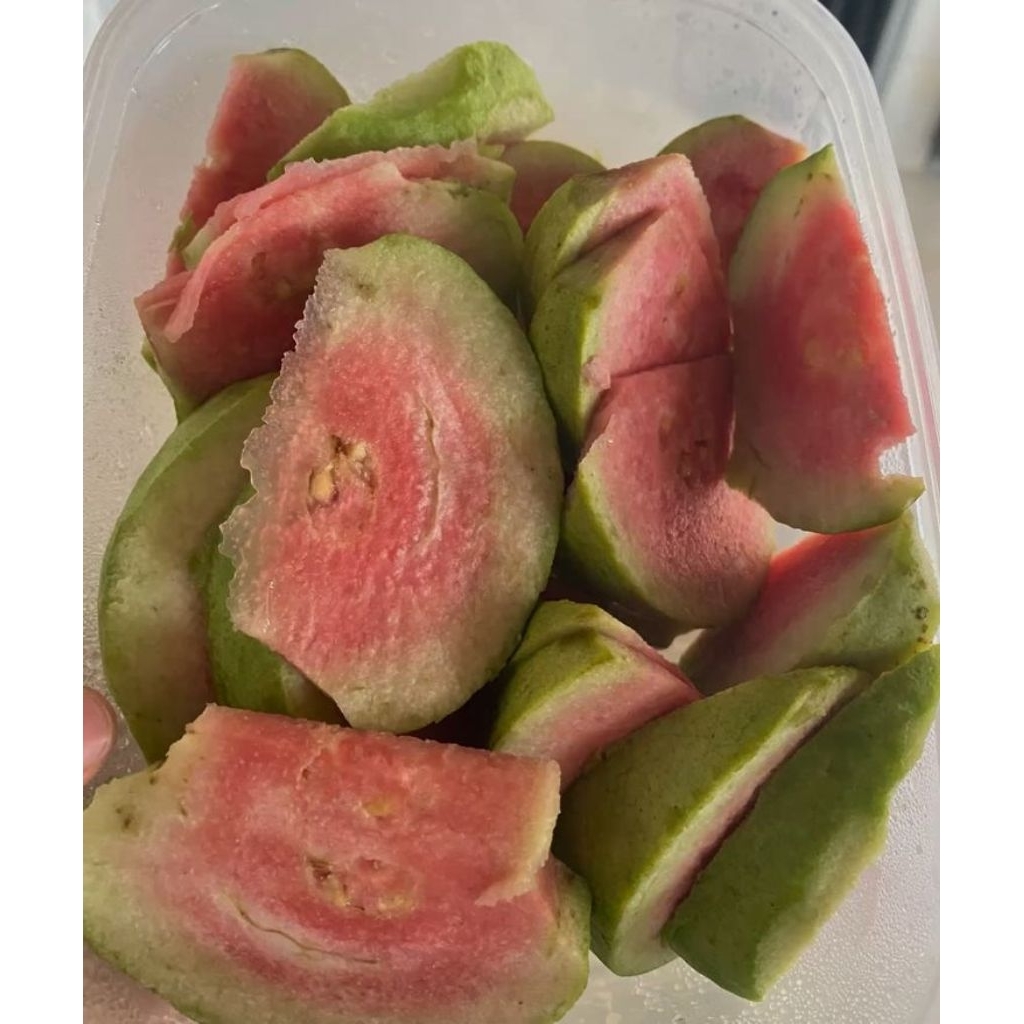 BIBIT JAMBU KRISTAL BANGKOK MERAH BERBUAH BATANG BESAR