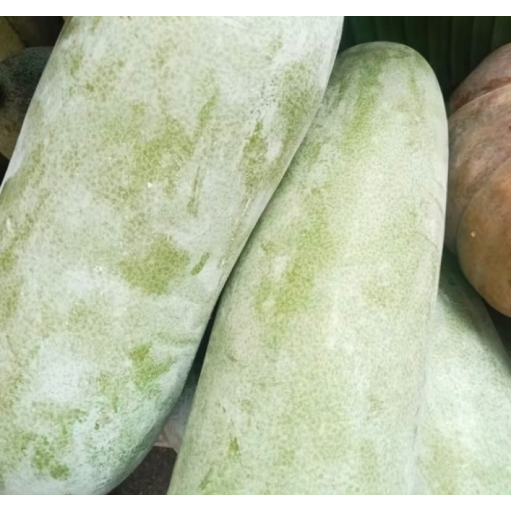 

promo cod buah bligo - buah kundur - winter melon high quality 1 - 1,5 kg