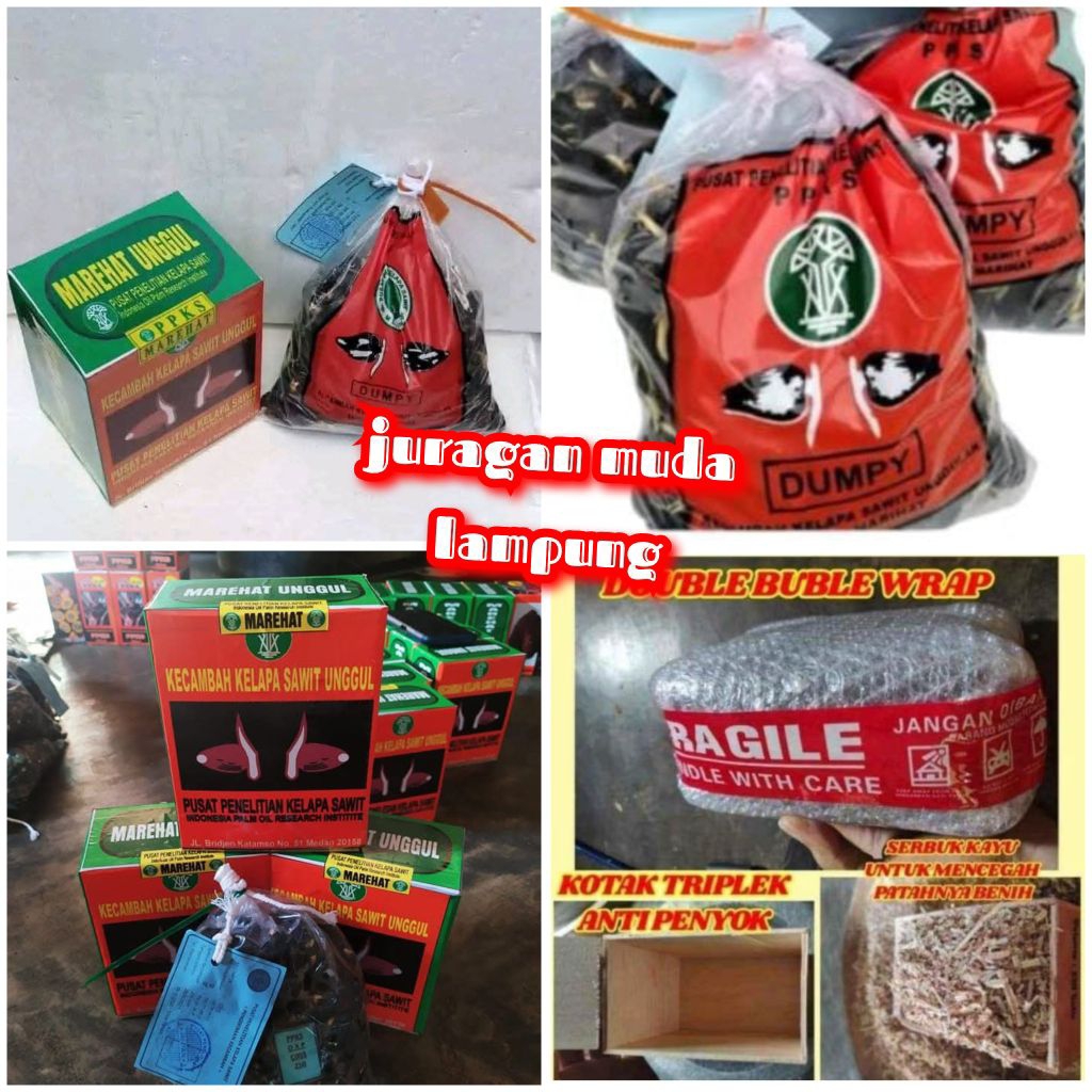 ( TERLARIS NO 1 ) BIBIT BENIH KECAMBAH SAWIT VARIETAS MARIHAT DUMPY