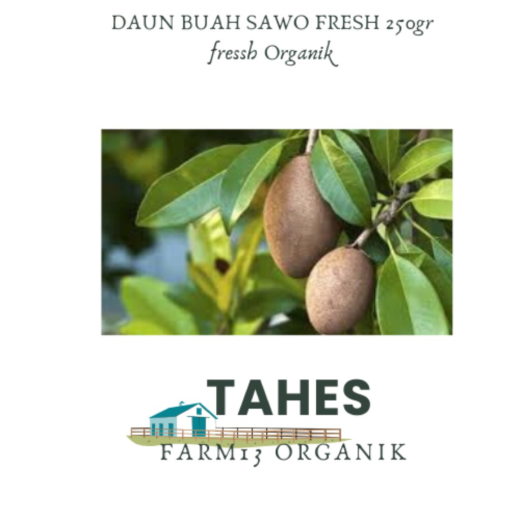 

Daun Sawo Fresh Organik Daun Buah Sawo 250gr Petik Pohon