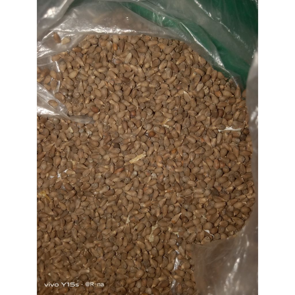 

biji balsa super.biji balsa original.biji balsa pilihan 10 gr