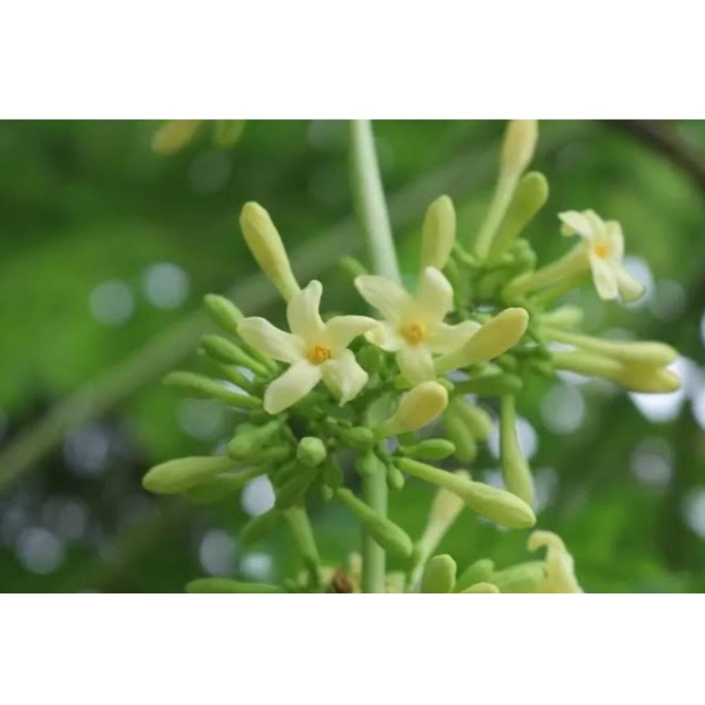 

bunga pepaya langsung di petik dari pohonnya/1 kg murah