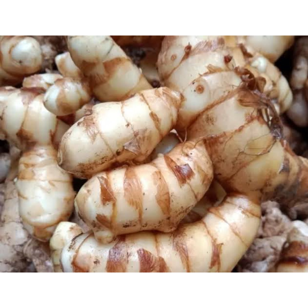 

KUNYIT PUTIH 1KG FRESH BERSIH SEGAR/ Langsung ambil dari kebun