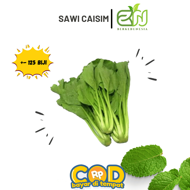 Benih Sayuran Daun Sawi Caisim  Bibit Biji Sawi Caisim