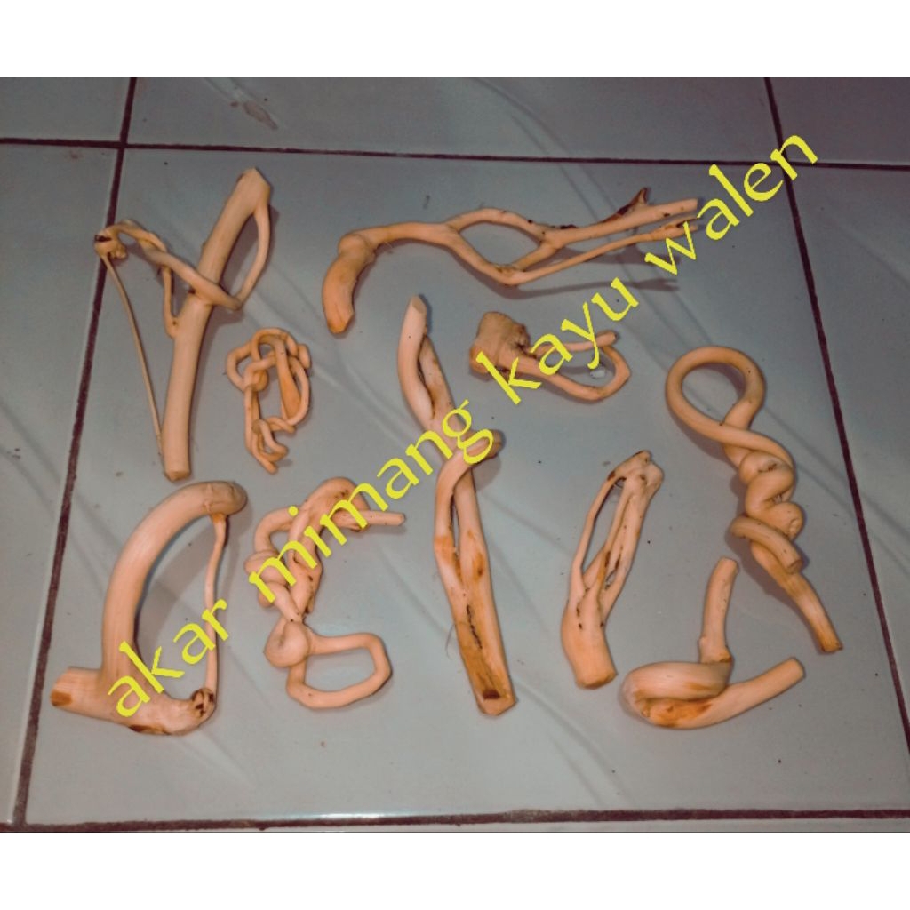 kayu akar mimang asli kayu mimang