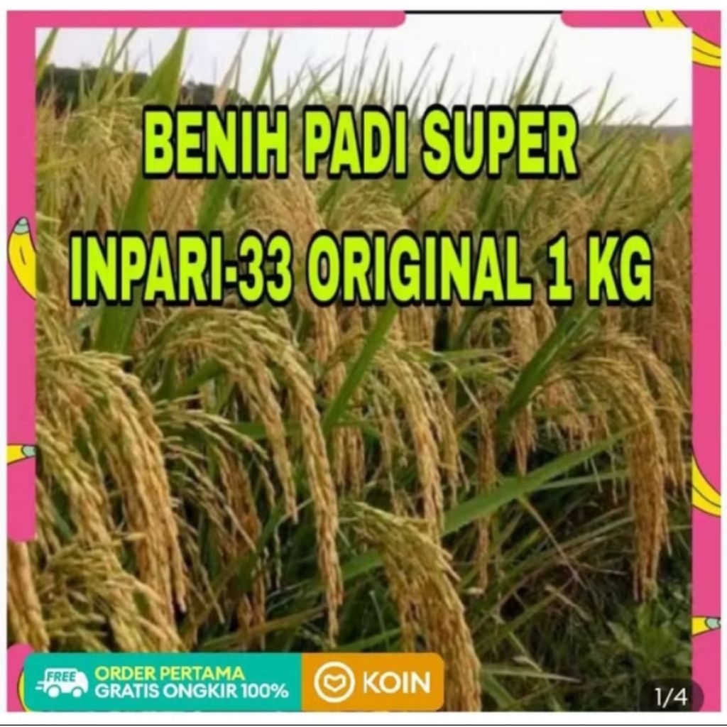 BENIH PADI SUPER INPARI 33 ORI 1KG