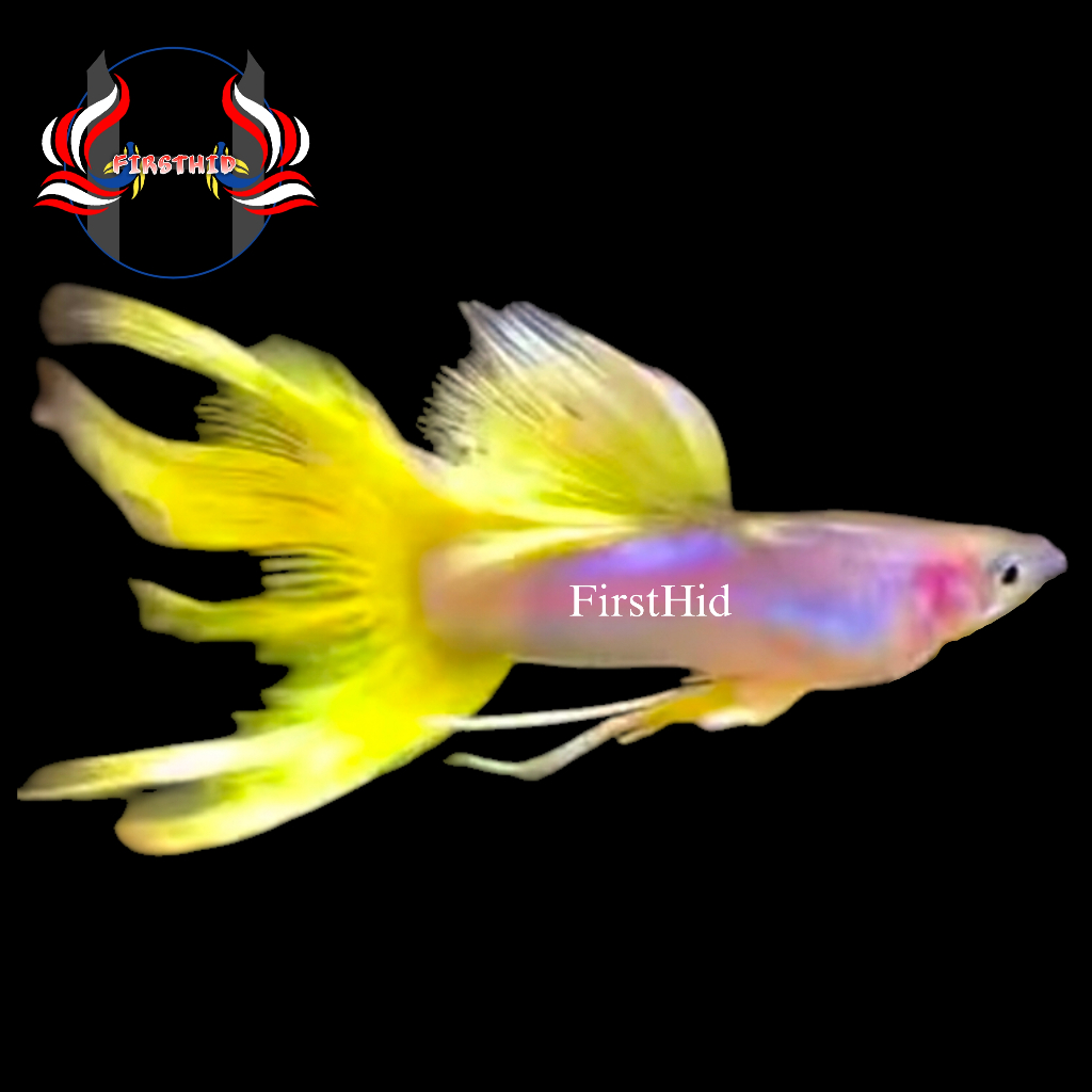 (1 PSG) Aksesoris Akuarium GUPPY Metal Yellow Pingu Swallow Ribbon penghias kolam