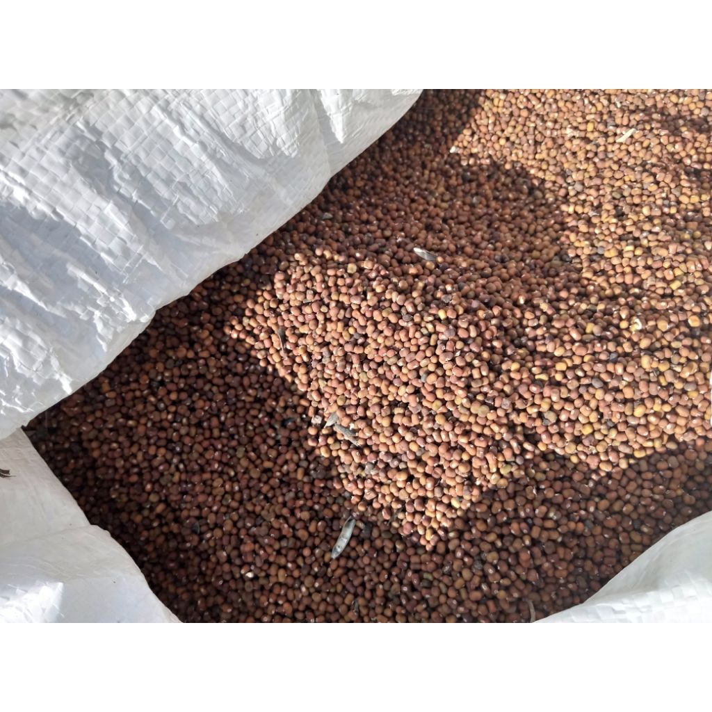 

pj pueraria javanica