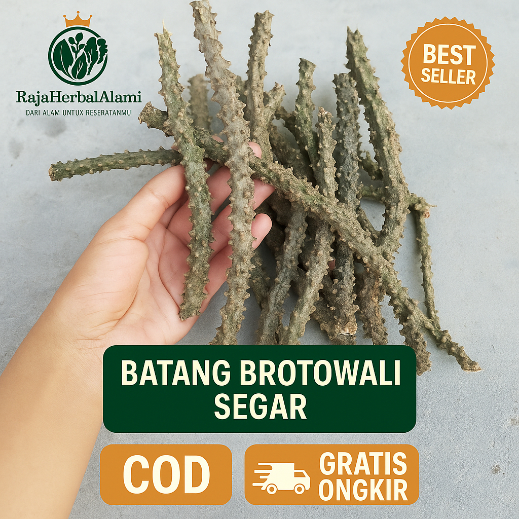 

Batang Brotowali 100gr - Batrawali Murah Siap Olah COD