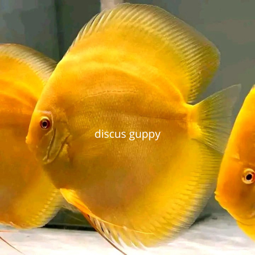 Golden Discus 2,5inch - Enhanced Edition