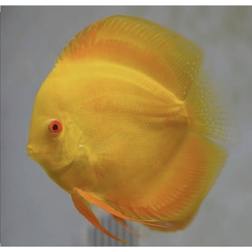 Discus Golden Yellow / Aquarium