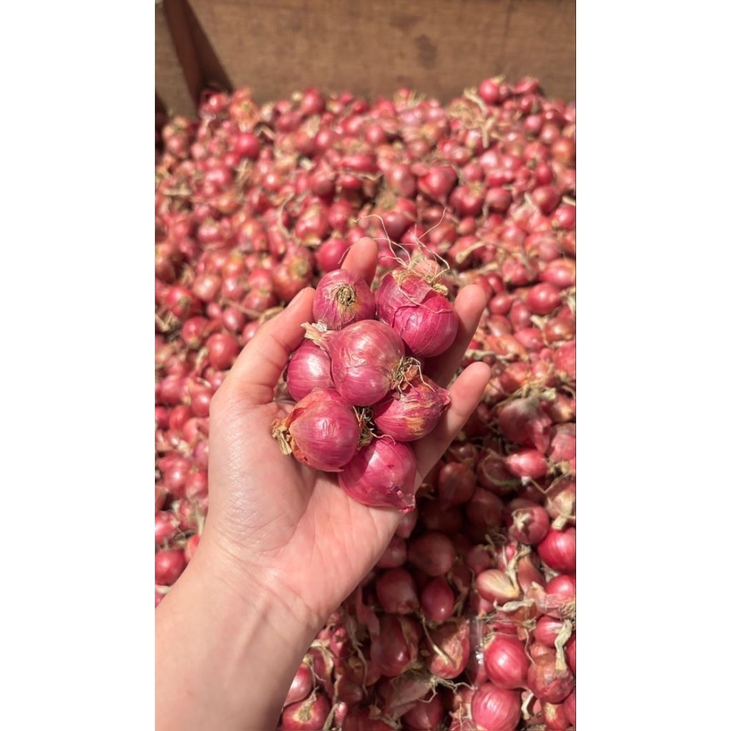 

bawang merah bima premium 500gr murah berkualitas