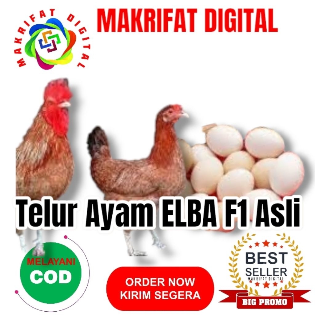 

MAKRIFAT DIGITAL Paket 1 Pcs TELUR FERTIL AYAM ELBA FI Untuk Ditetaskan Hasil Produksi Peternak Profesional Kemitraan dari MAKRIFAT DIGITAL