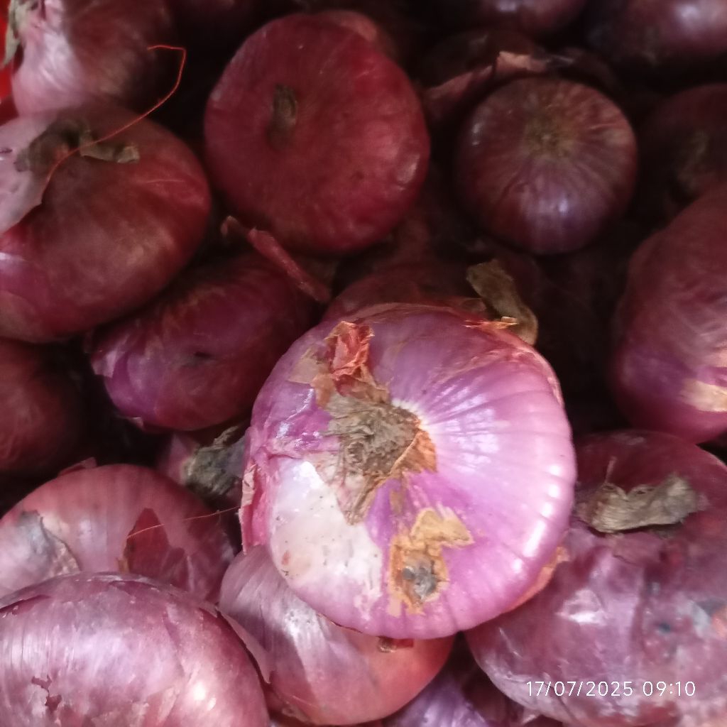 

Bawang Bombai Merah 500 gram Red Onion Fresh