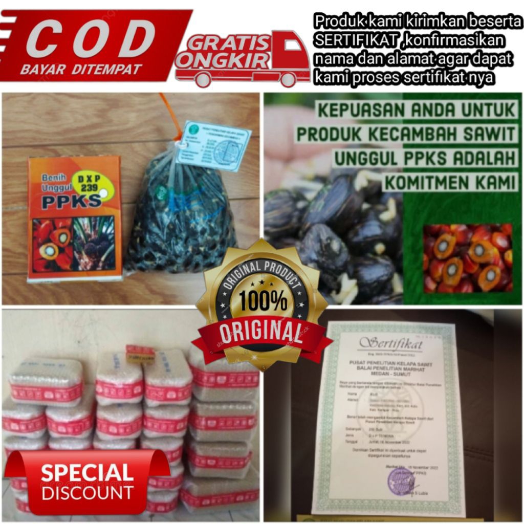 benih kecambah kelapa sawit PPKS dxp 239 unggul berkualitas