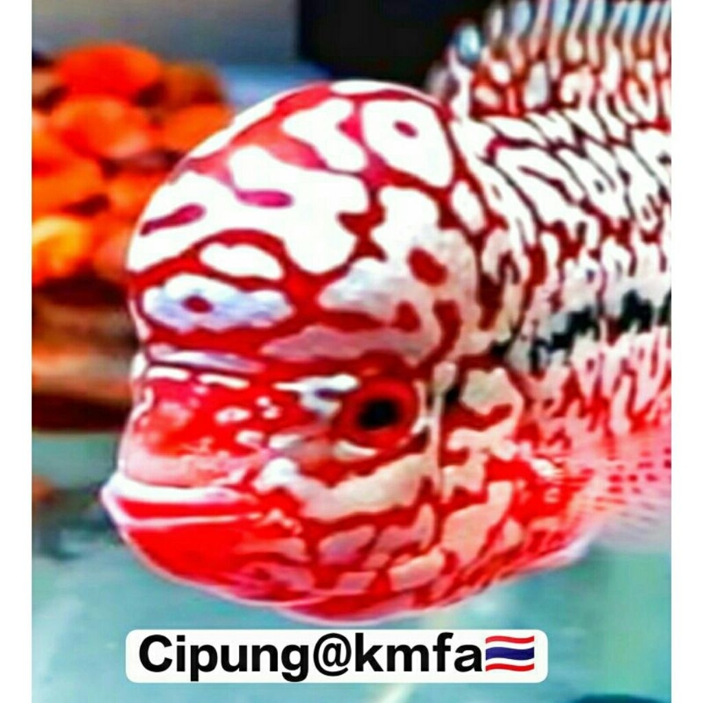 Hiasan aquarium king kamfa f2 tiger🇹🇭