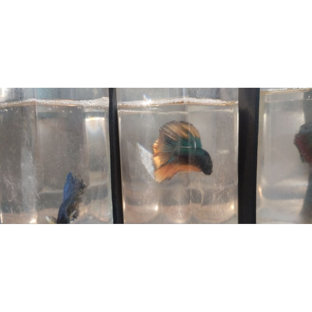 Cupang Hm size L usia 5 bulan