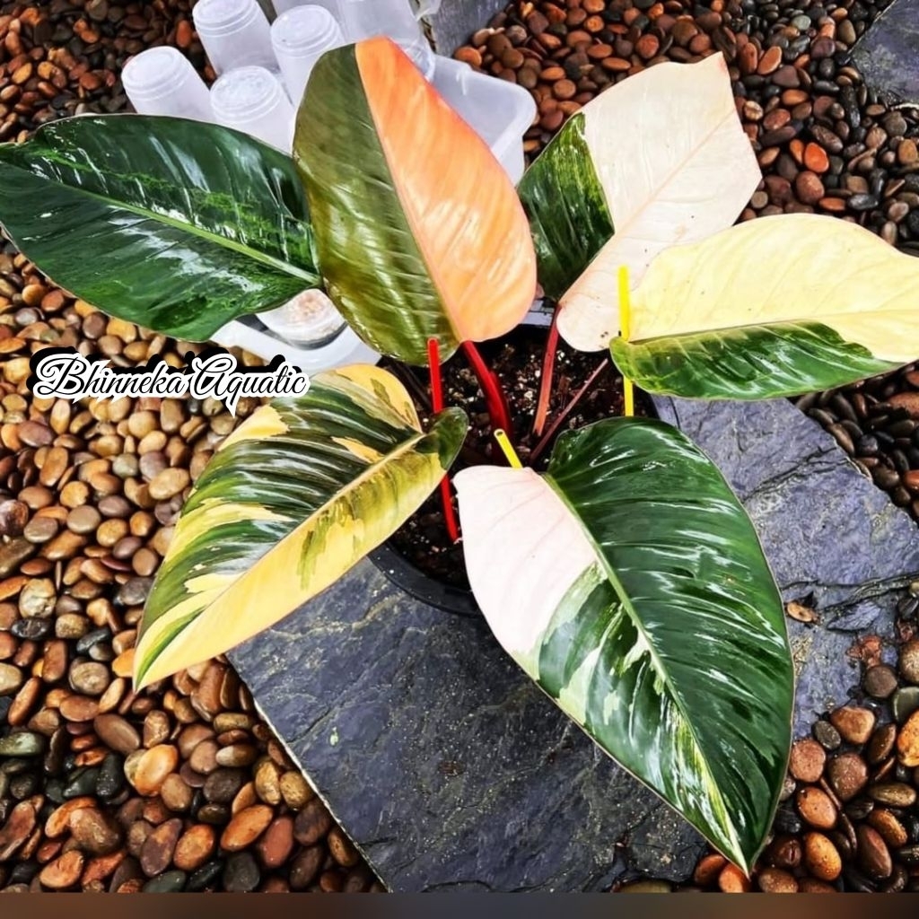 Tanaman Hias Philodendron Red Congo Variegata Varigata Variegated Real Pict Murah Ekonomis