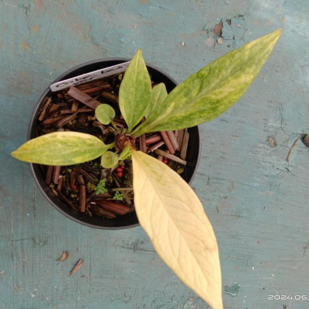 anthurium jemani cobra batik variegata tanaman hias