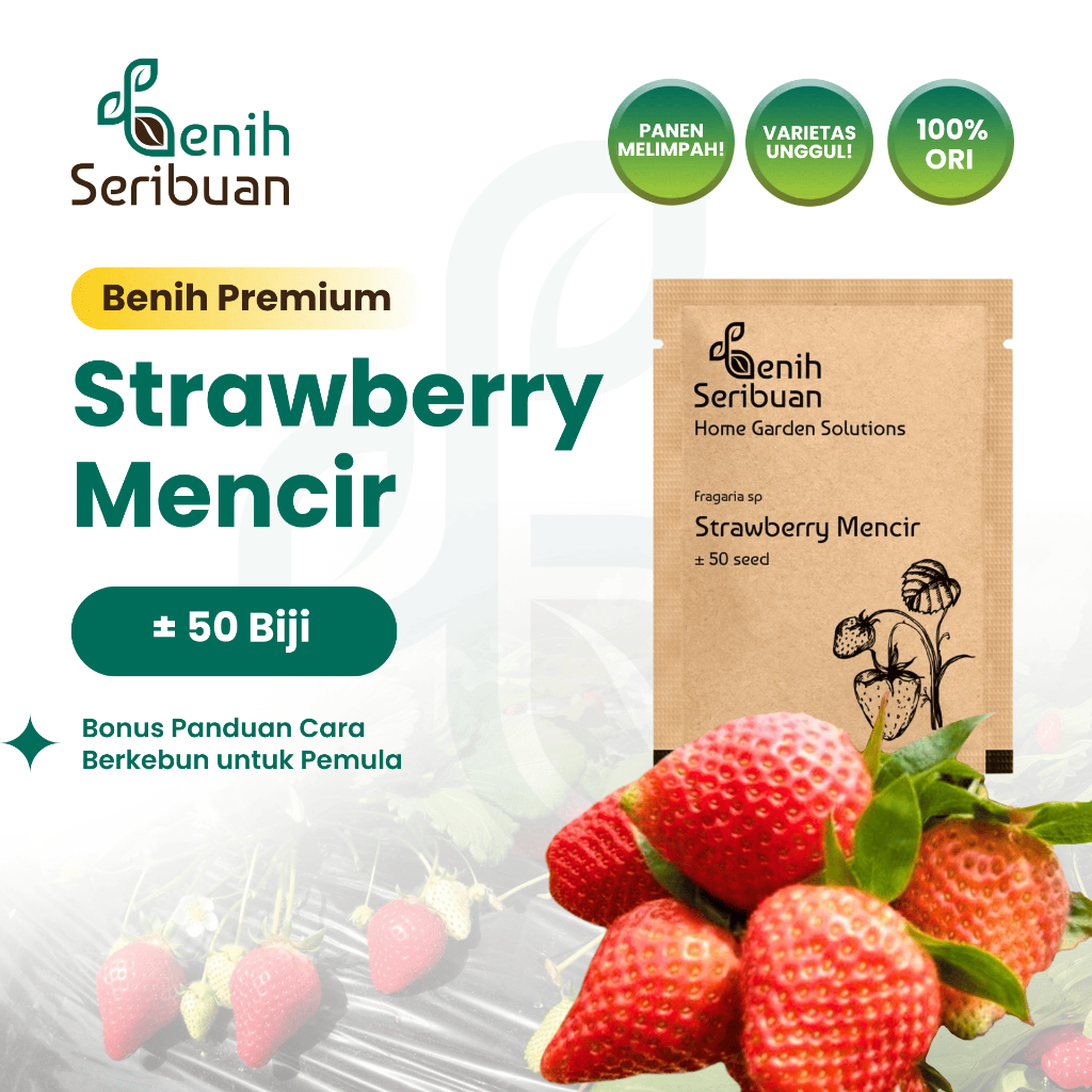 Benih Seribuan - Benih Buah Strawberry Mencir Cocok Dataran Rendah Unggul