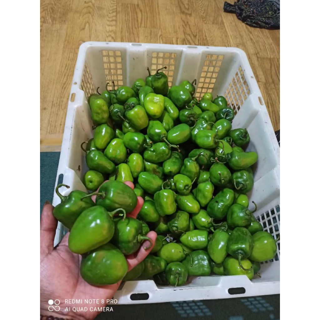 

CABE GENDOT SEGAR TERMURAH